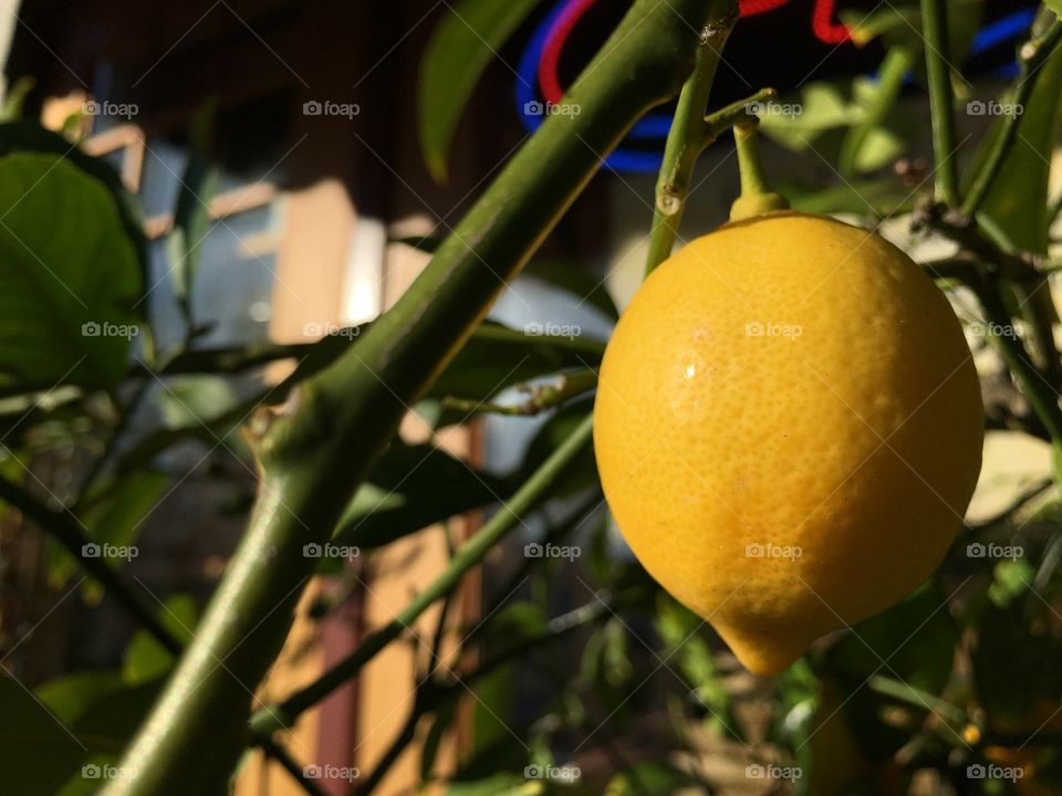 Lemon growing on the balcony