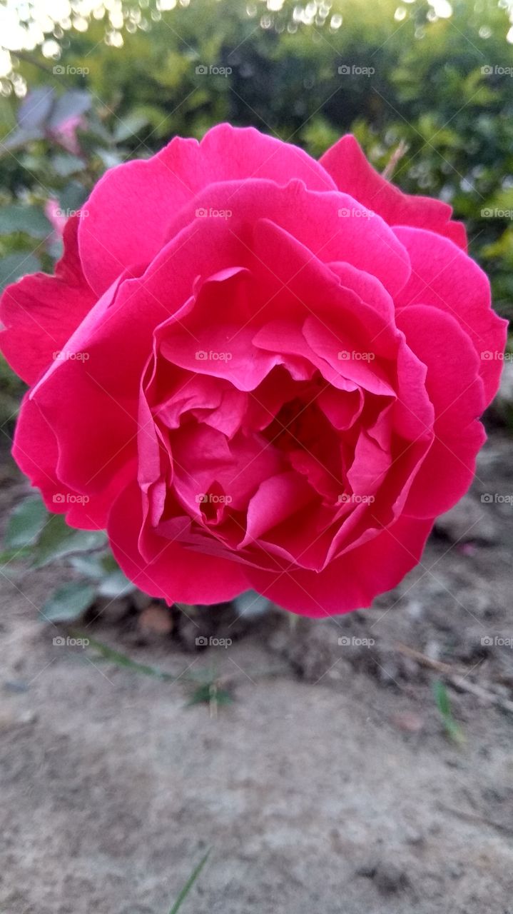 flowers life make softness in environment...safe and Healthy..@rosy nature...loves to all