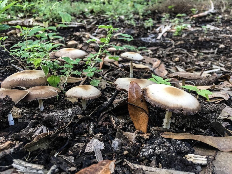 Nature walks in a South Florida forest. Mushrooms.