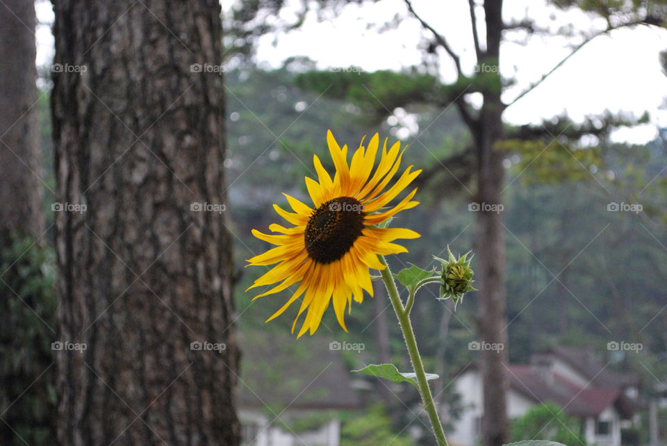 flower mountain sunflower baguio by spyderko