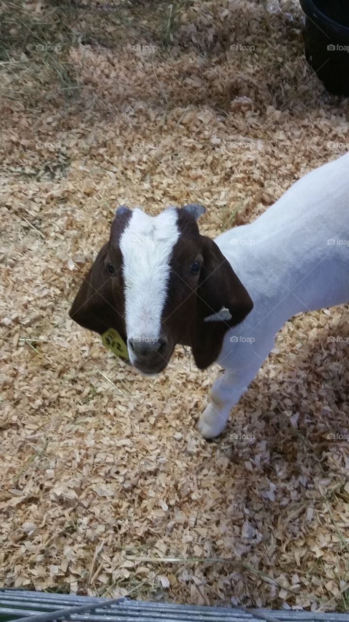 Adorable face. Stew is our 8 month old Boer goat. He is so sweet and gentle.