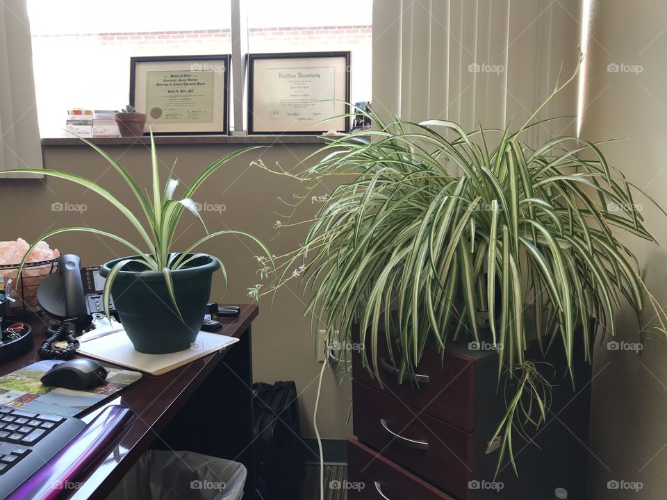 Mom and baby green Office spider plants on desk 