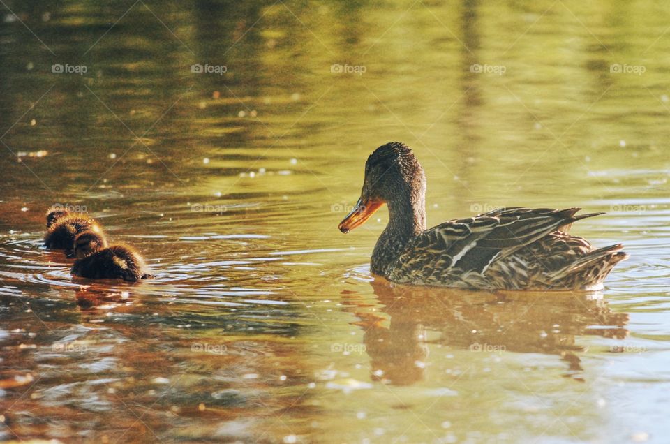 Mallard 