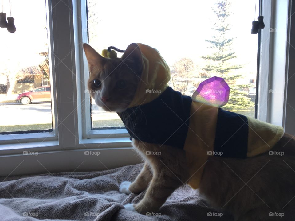 Kitten in a bee costume 