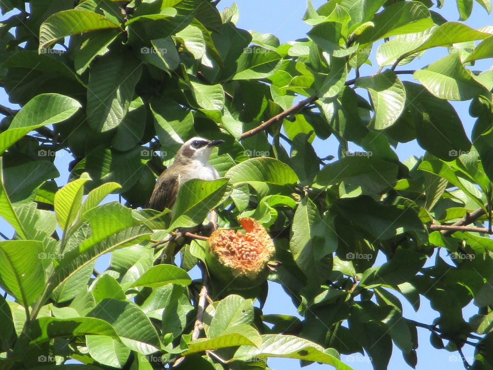 bird on tree