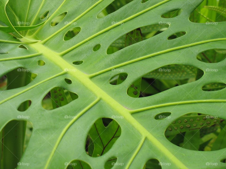Wholey leaf