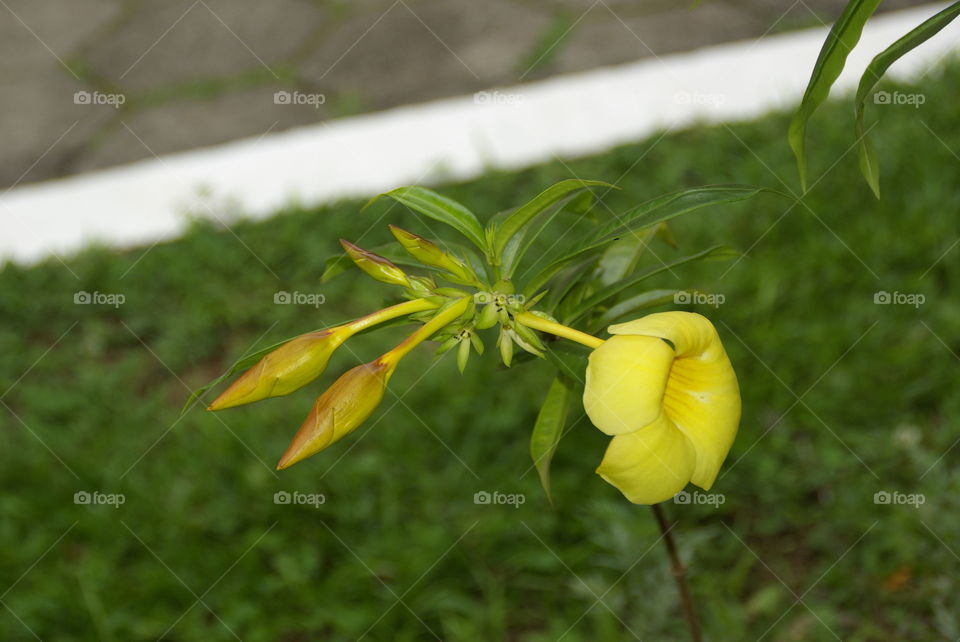 Flor amarela 