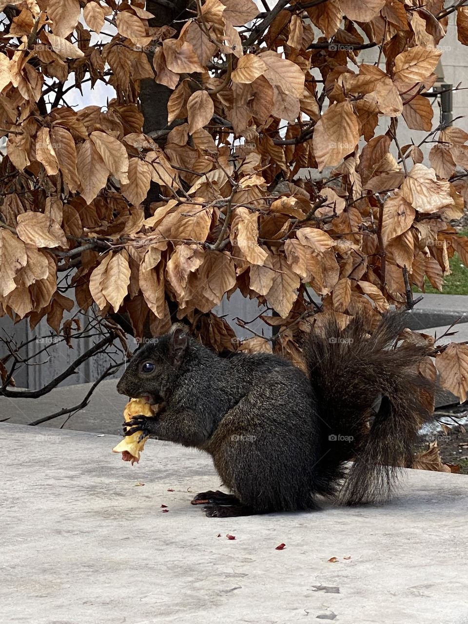 Squirrel is eating an apple 