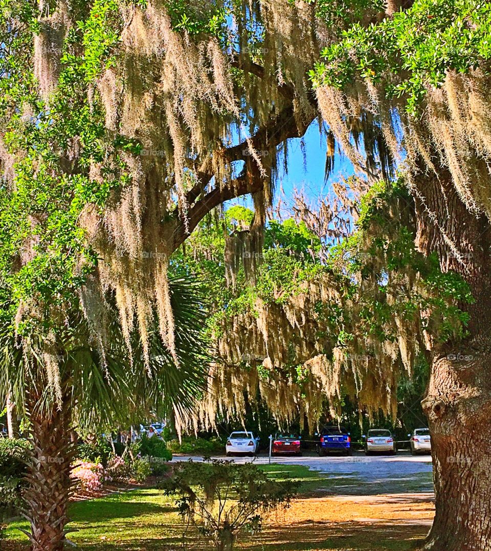 Spanish moss 