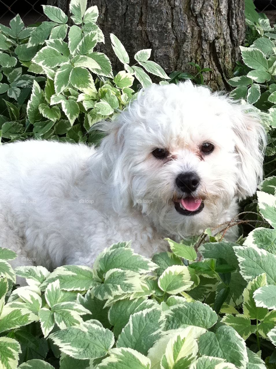 Cooper in the shade. Cooper loves to cozy up in the ground cover