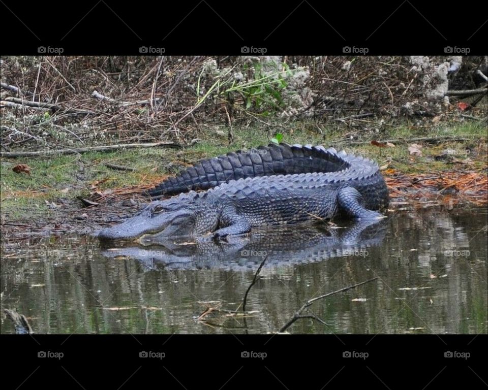 Alligator on Crystal Lake