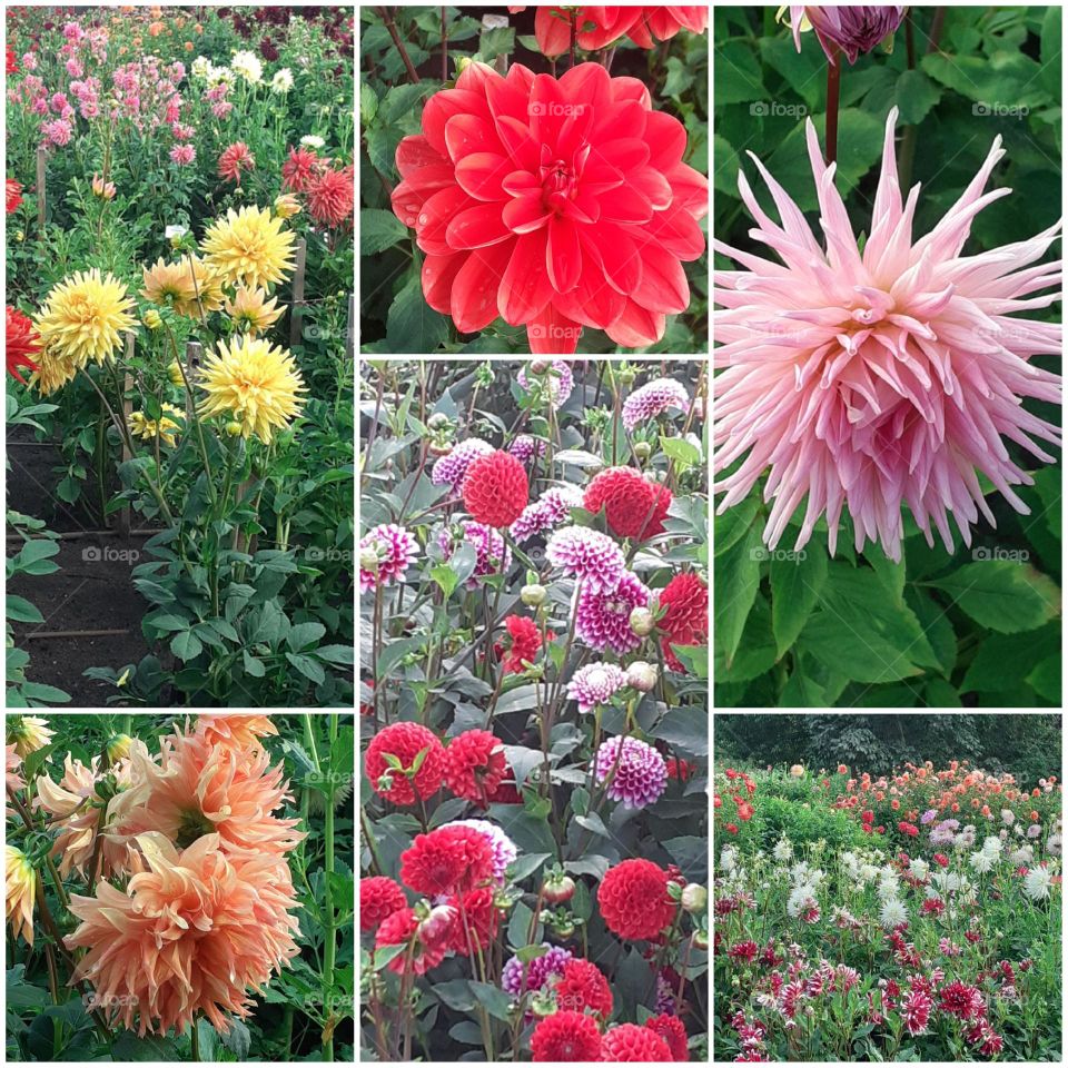 Осенние цветы.