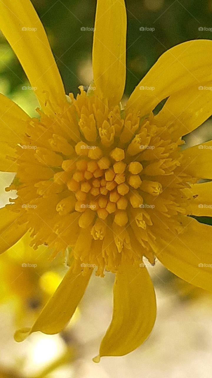 macro de flor amarilla silvestre