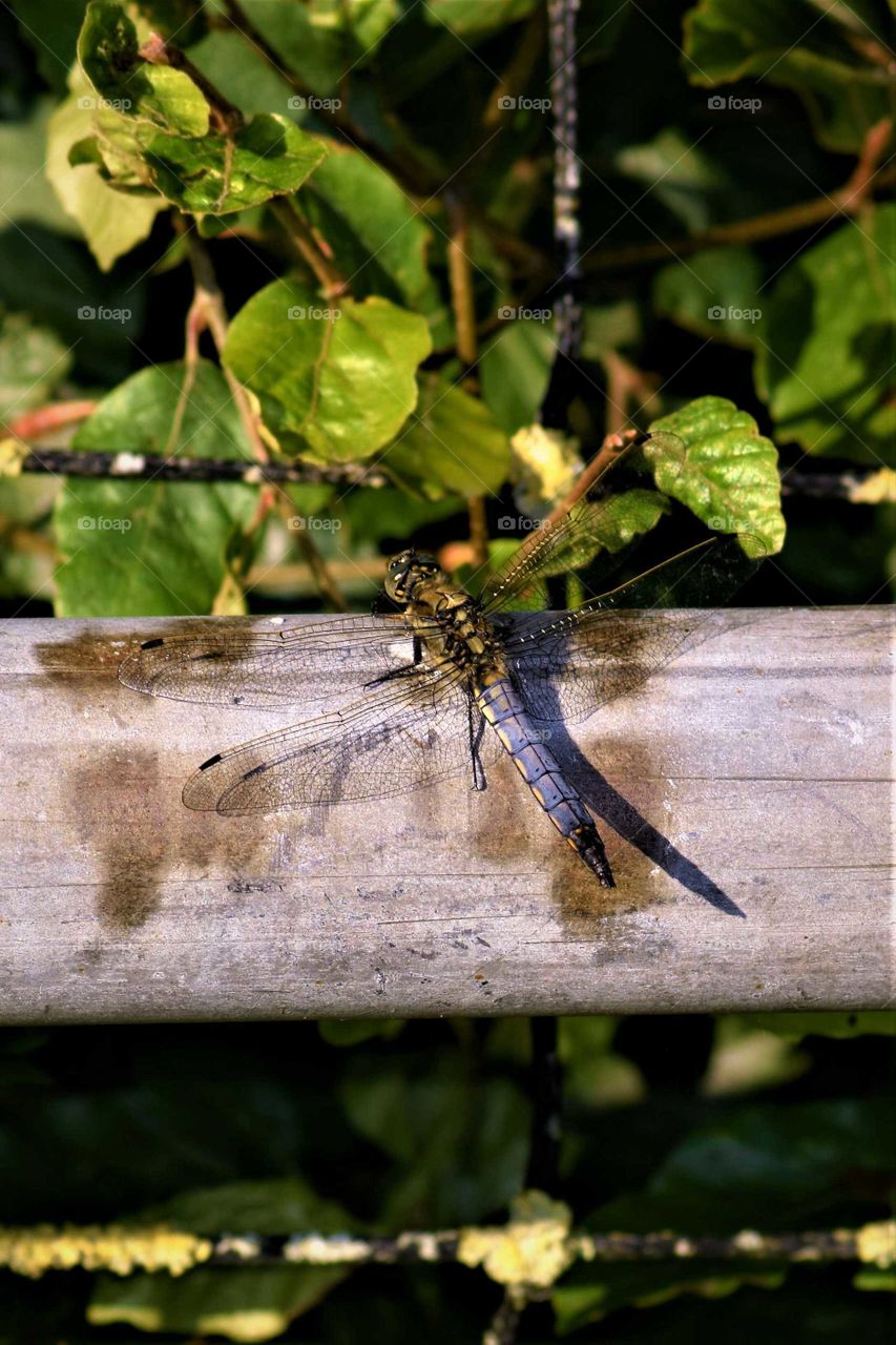 large bleu dragon fly sitting in the sun on a wooden fence