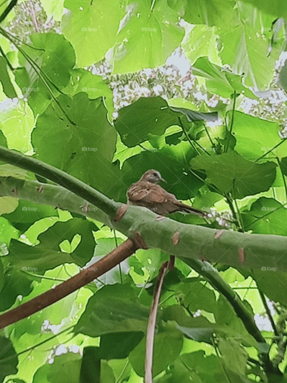 Zebra Dove, Their call is a series of soft, staccato cooing notes..