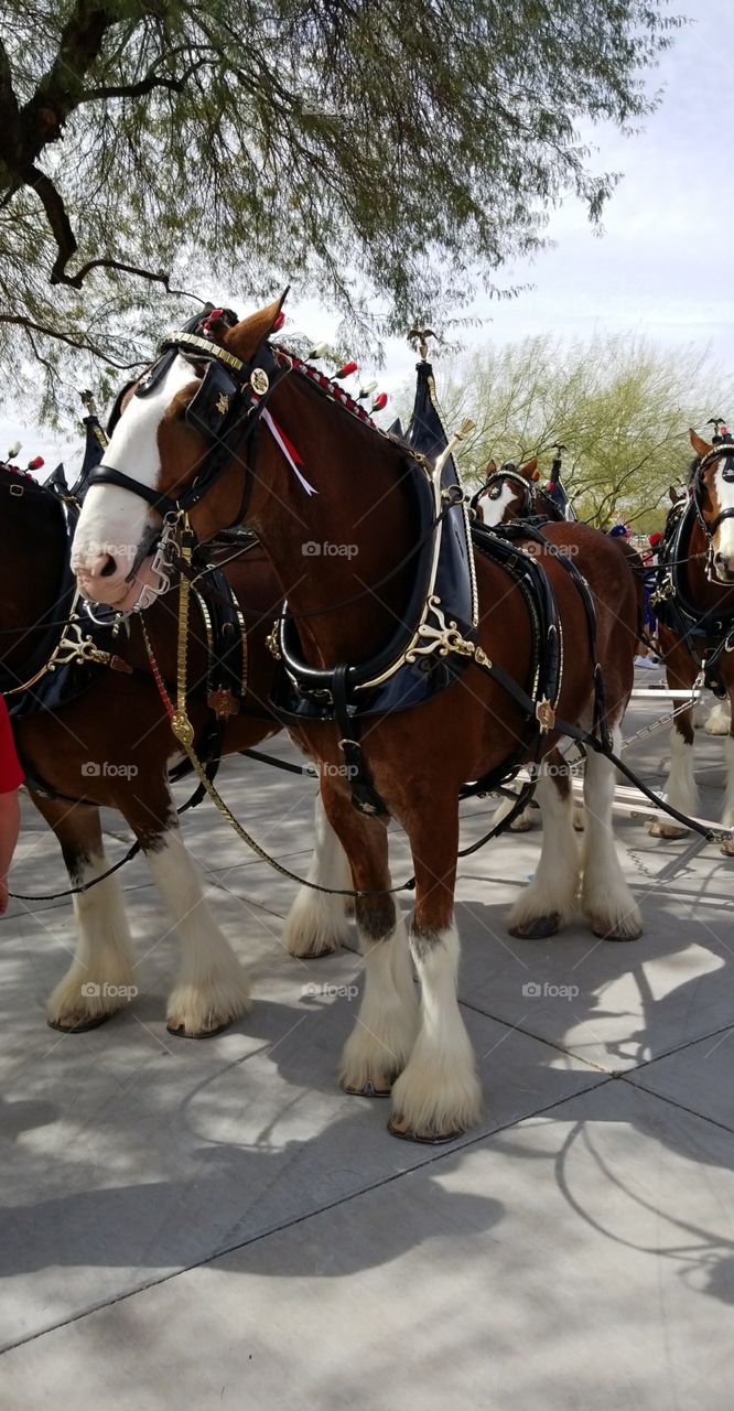 Budweiser clydesdale