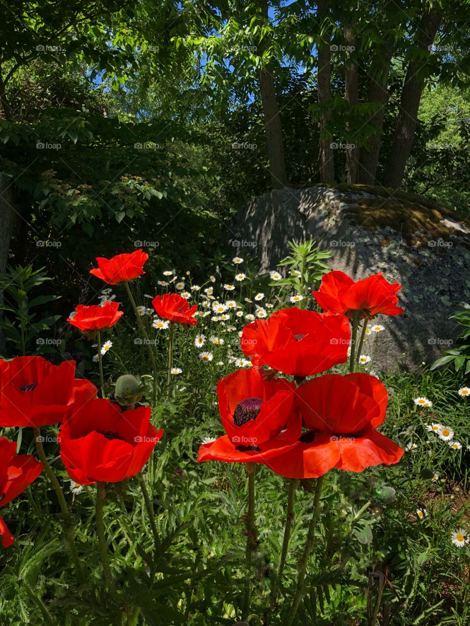 Poppies and daisies again the backdrop of trees. What a beautiful contrast. I shot this in my moms garden. 
