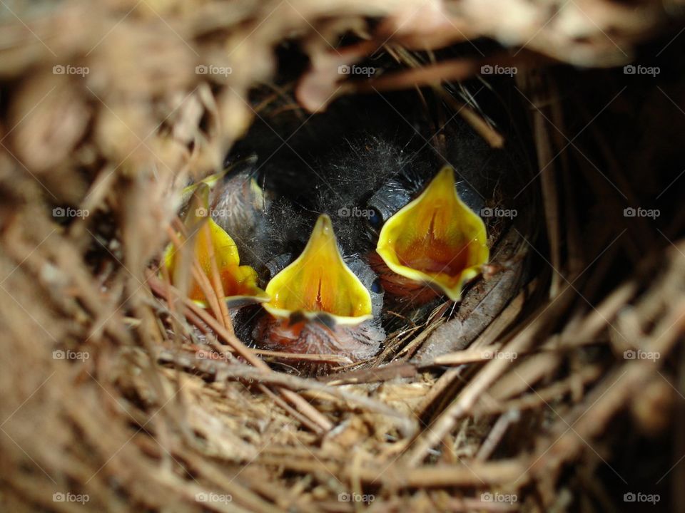 High angle view of newborn birds in nest