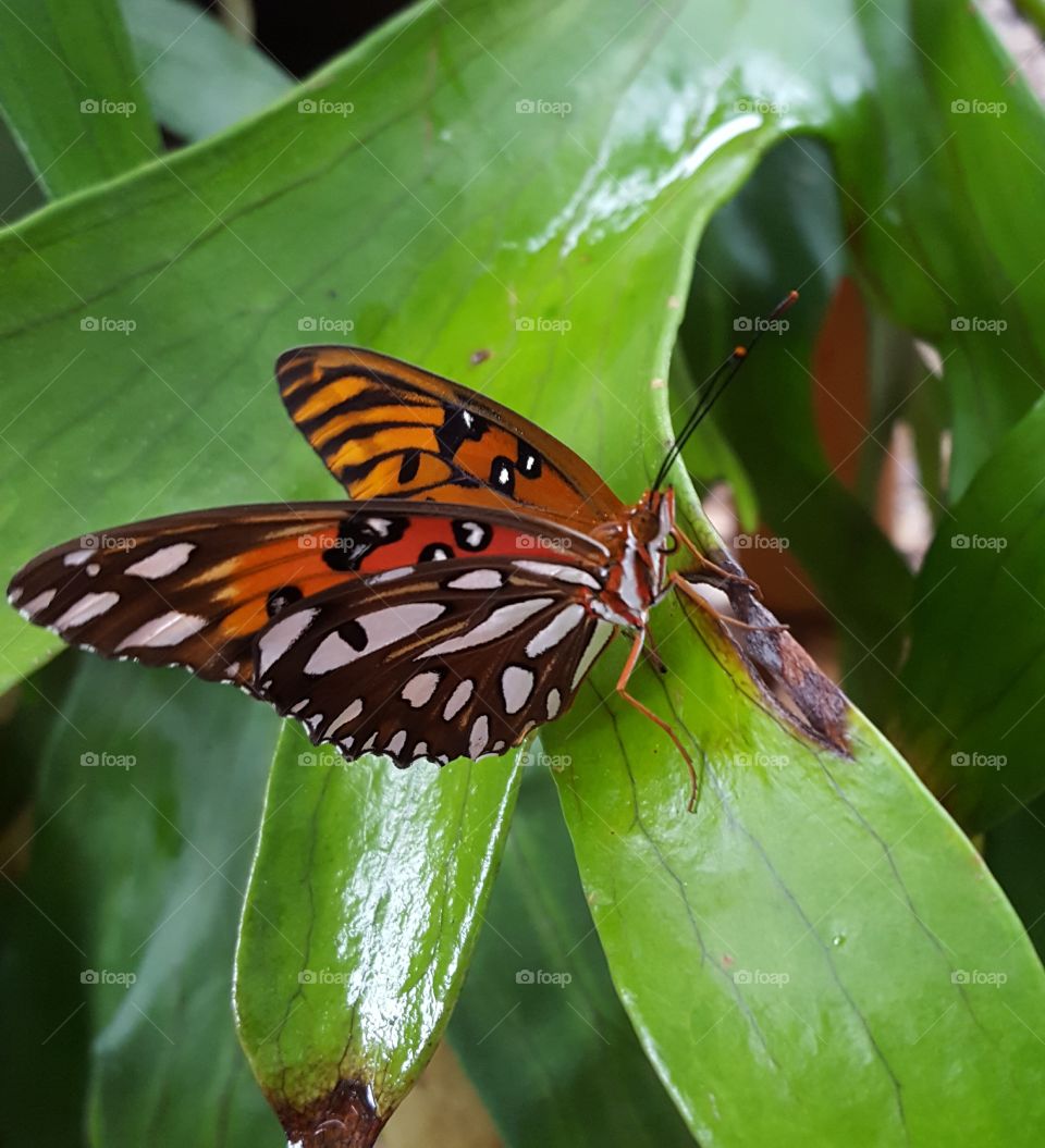 butterfly