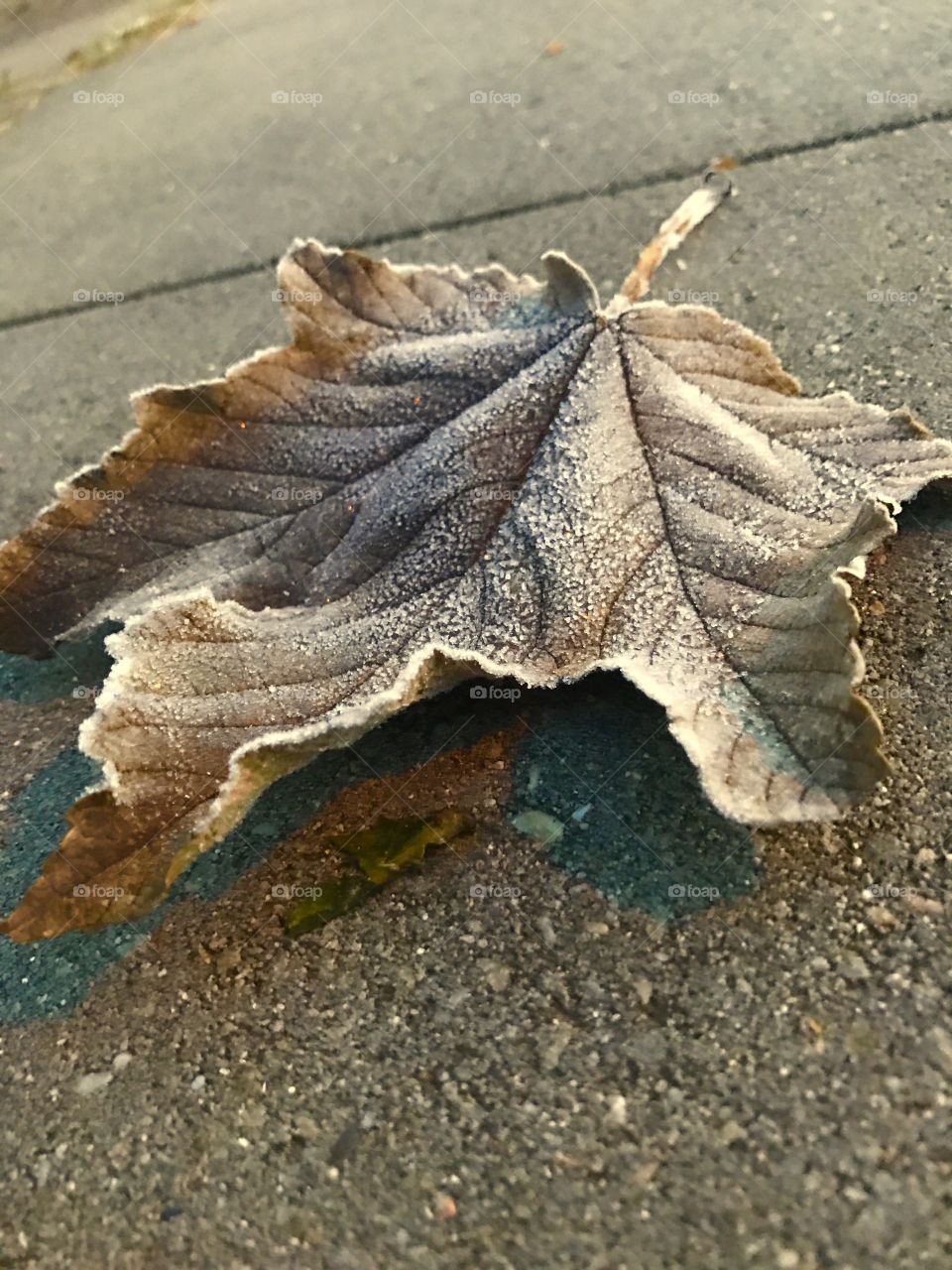 Frozen leaf 