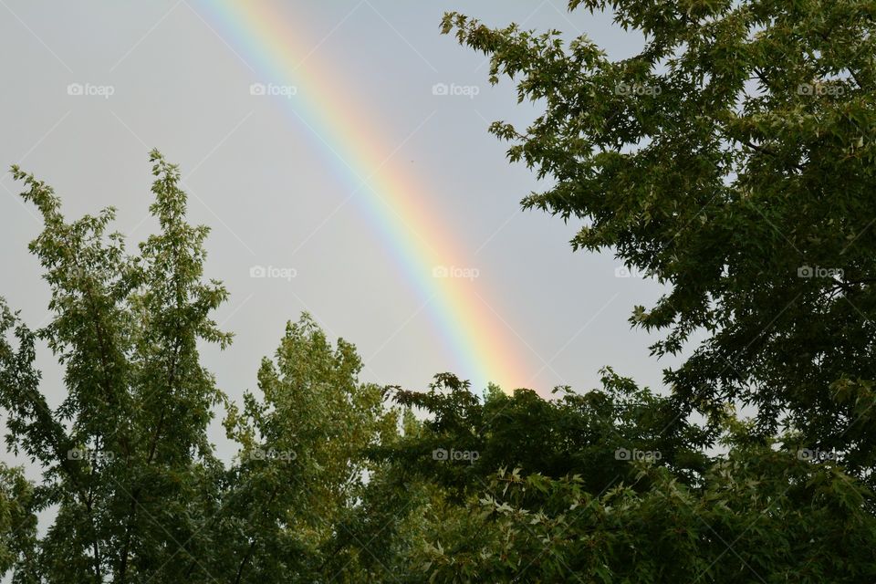 Rainbow, No Person, Landscape, Nature, Tree