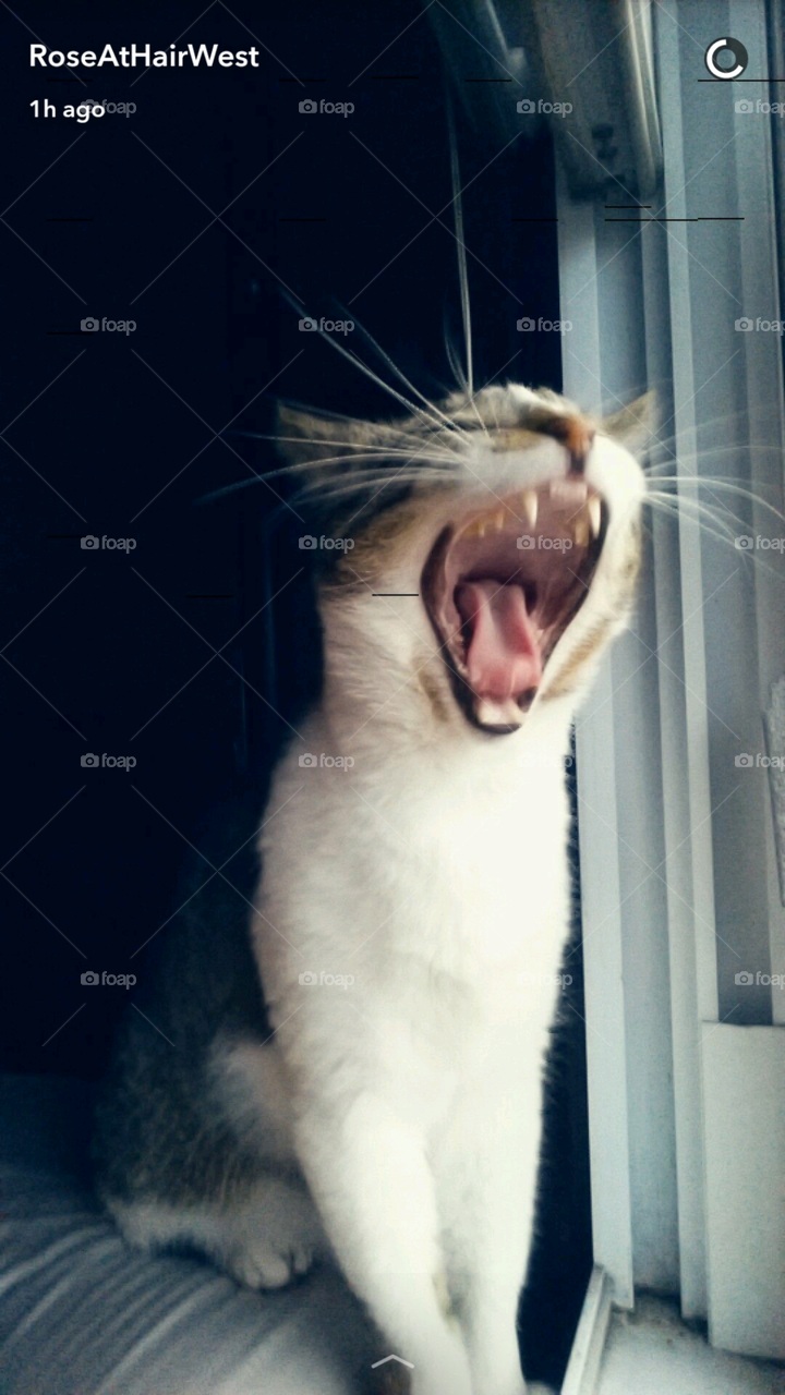 cat yawns