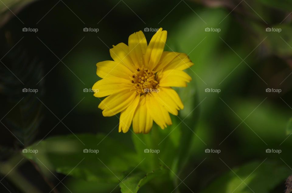 yellow flower