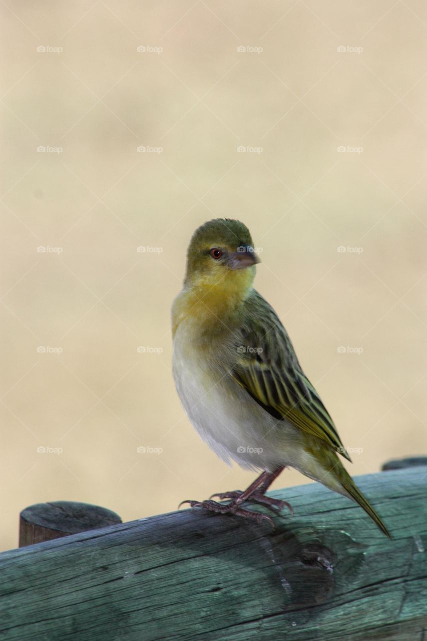 beautiful little bird