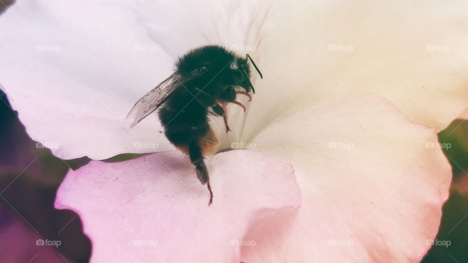 first flight, first flower. baby bee flying out On some Pink flower waiting for his Wings to dry and fly off In to the Wild