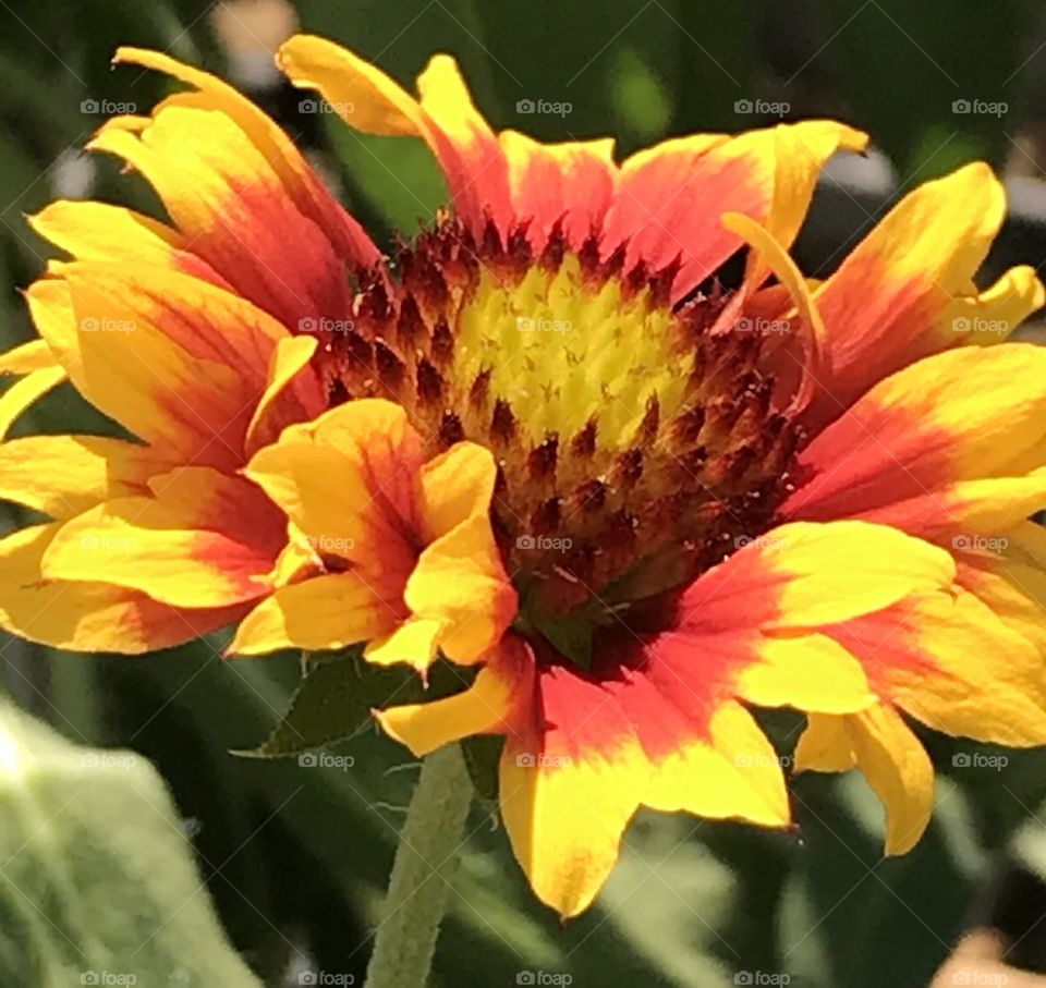 Red and yellow flower