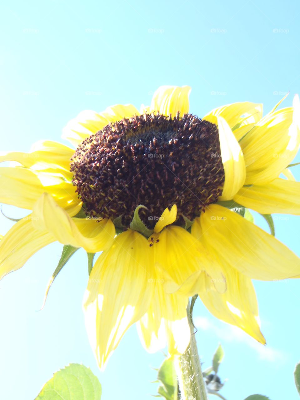 Seeds came as surprise in DVD . Lorac movie