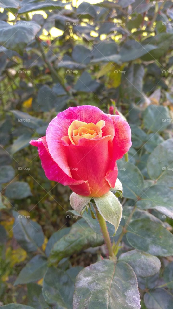 colorful and beautiful