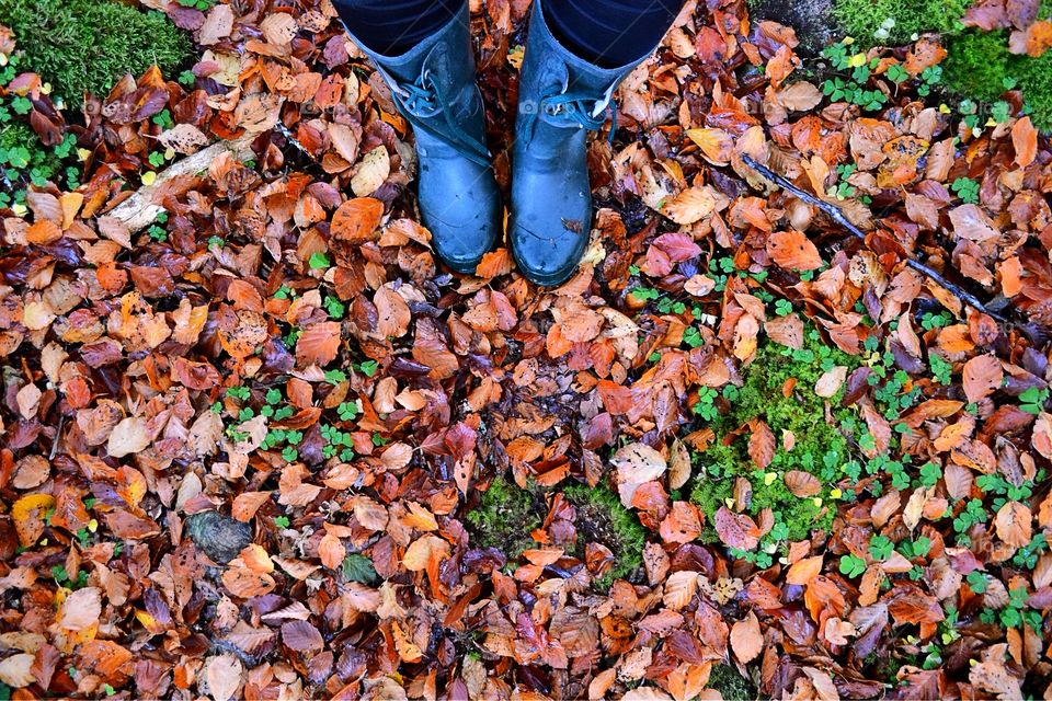 Walking among leaves