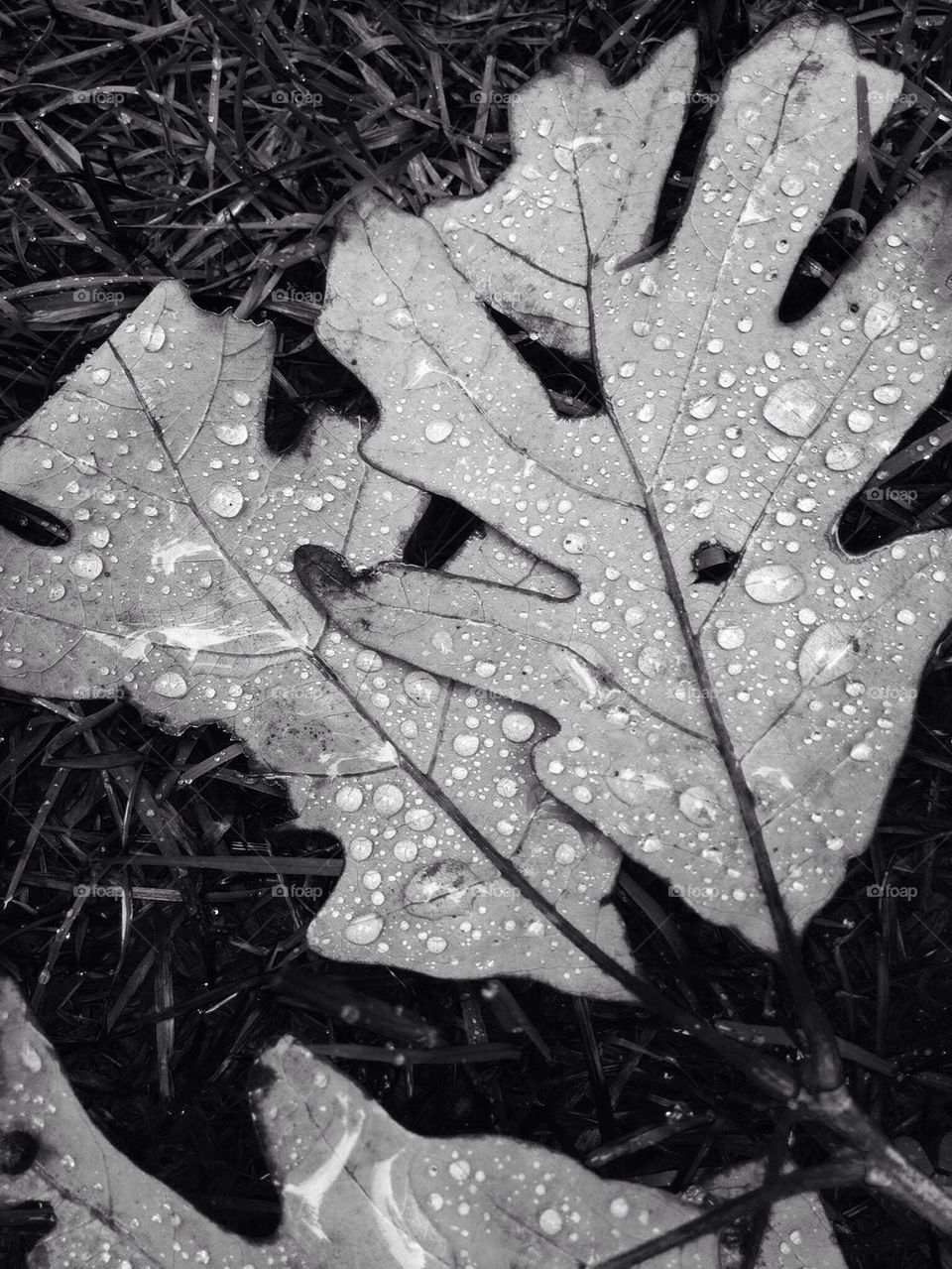 white black grass leaves by jmh