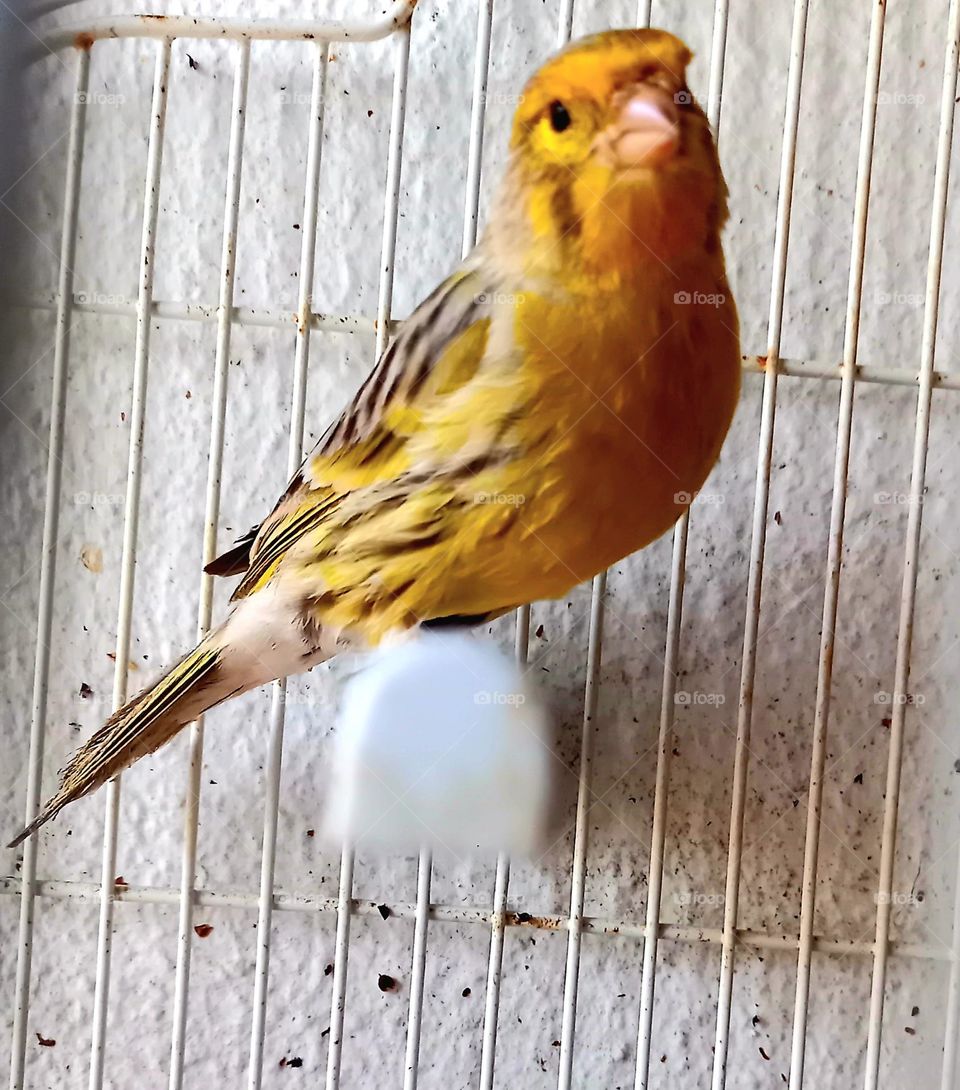 Pájaro amarillo y gris