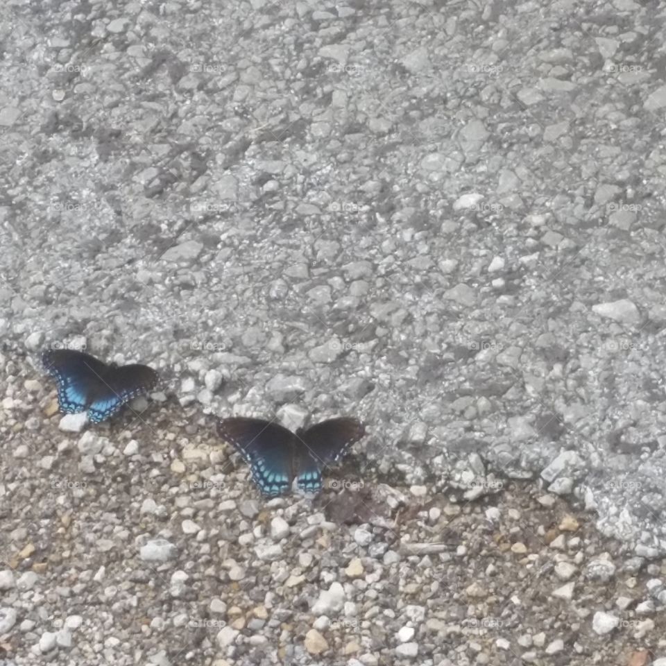 blue butterfly twins