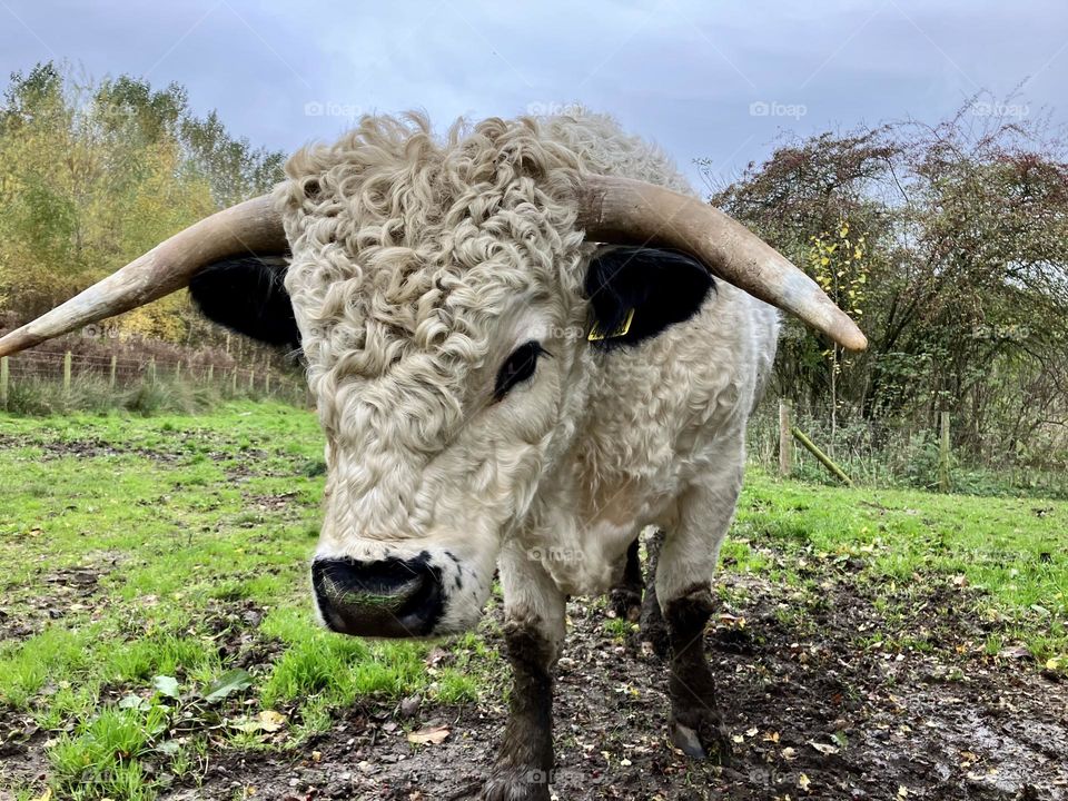 Handsome White Bull on this mornings dog walk (googled white bull images and he may be a White Galloway or a Chillingham ? )🐮