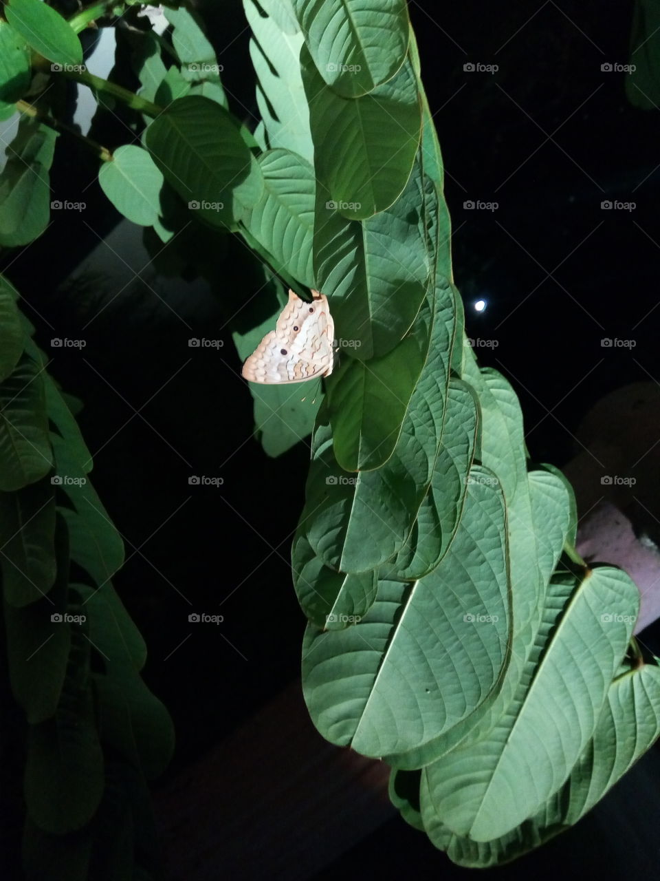 sleeping King of the Forest