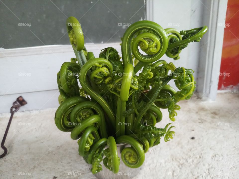 A fern is member of a group of vascular plant.
This is fiddlehead fern plant which is used to eat.
t has so much health benefits.
fiddlehead greens.