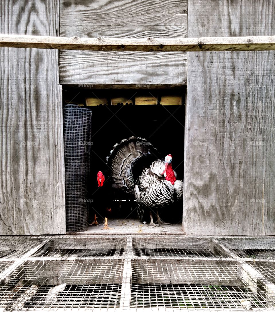 Turkey and chicken together