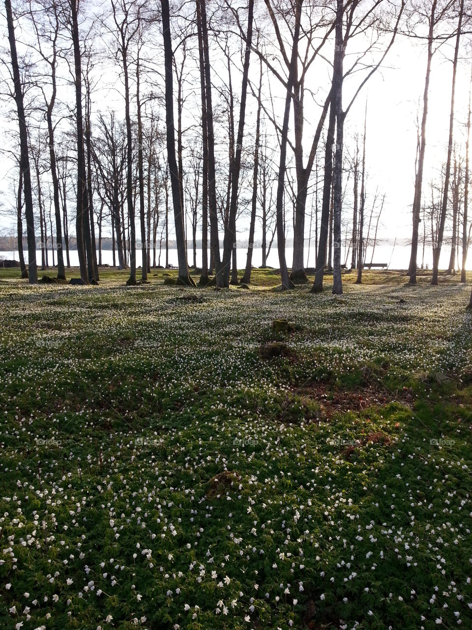 Lovely spring flower