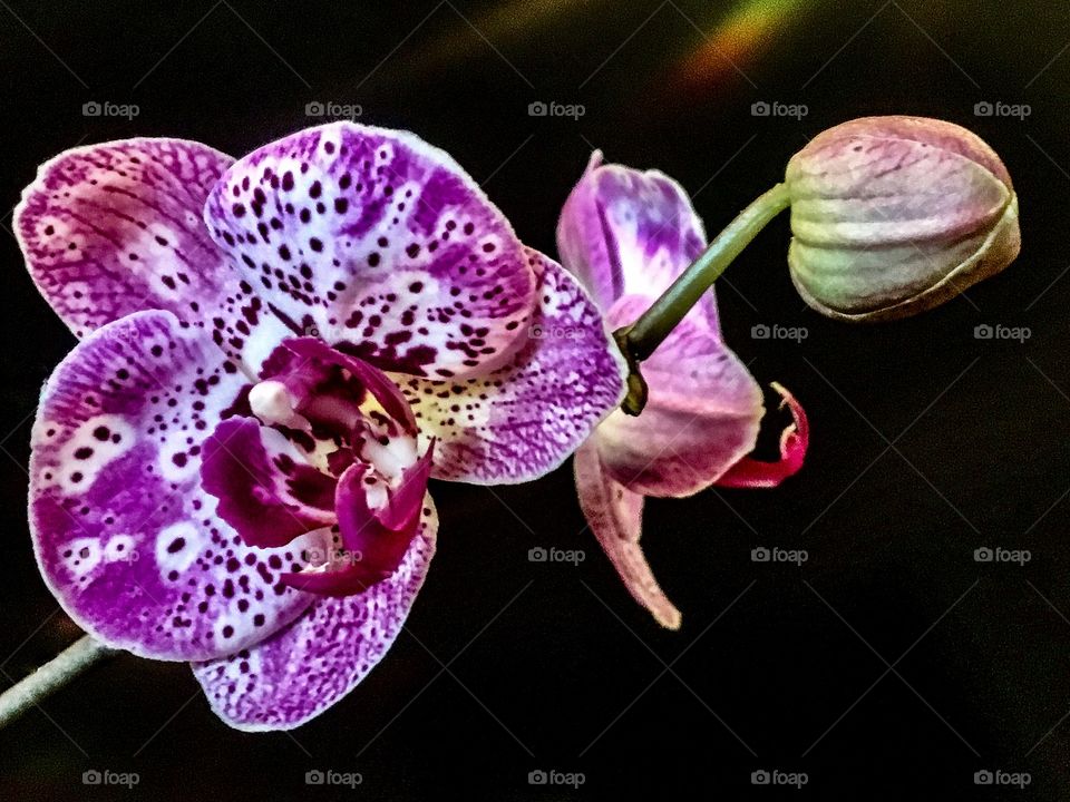 Orchid 
