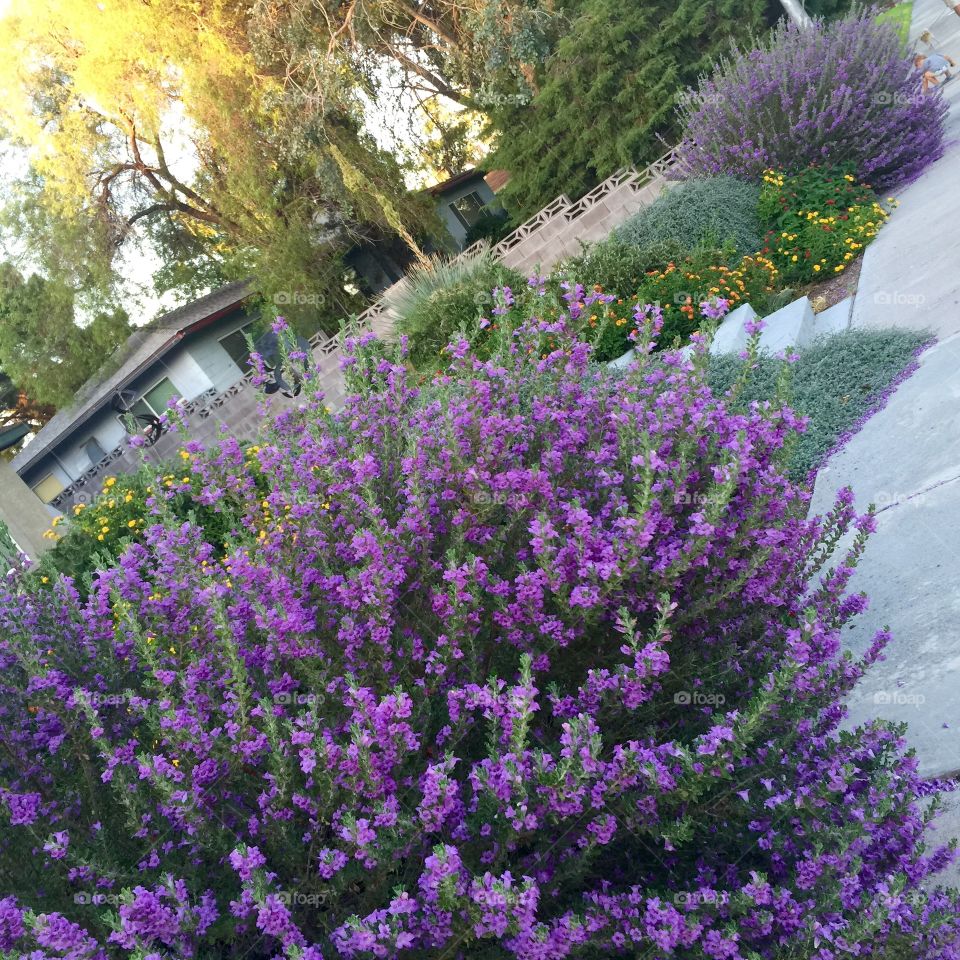 Lavender in bloom