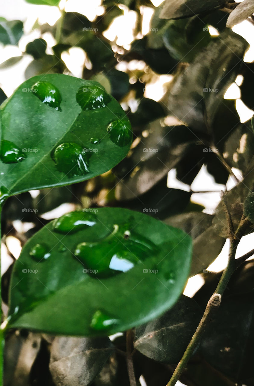 Green leaves in the garden 