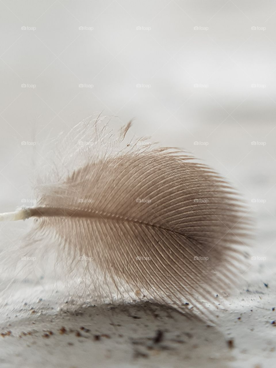 White Feather