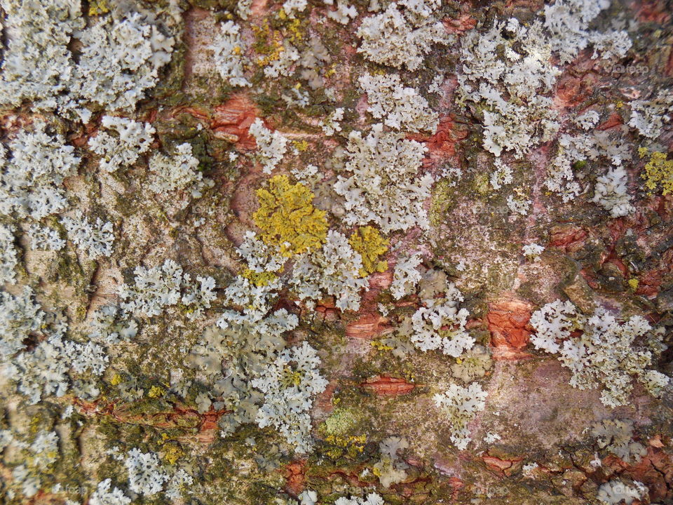 lichens on tree bark