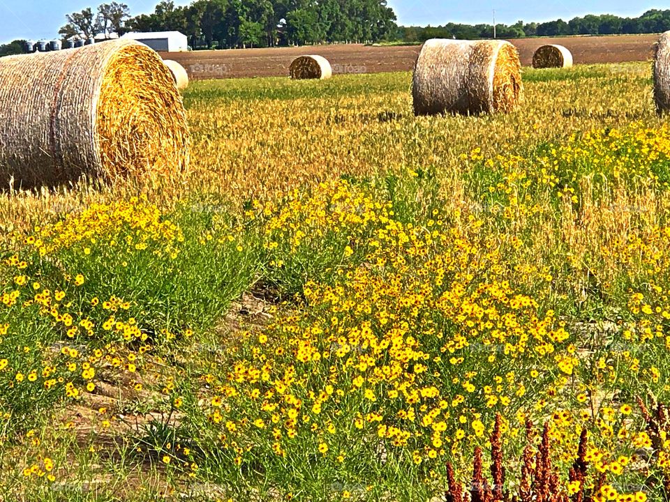 Hay bales in field