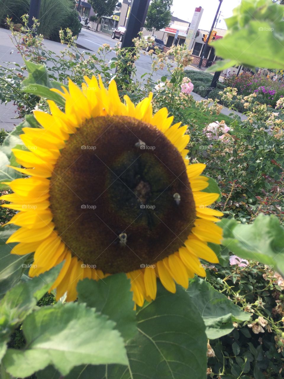 Sunflower and bees 