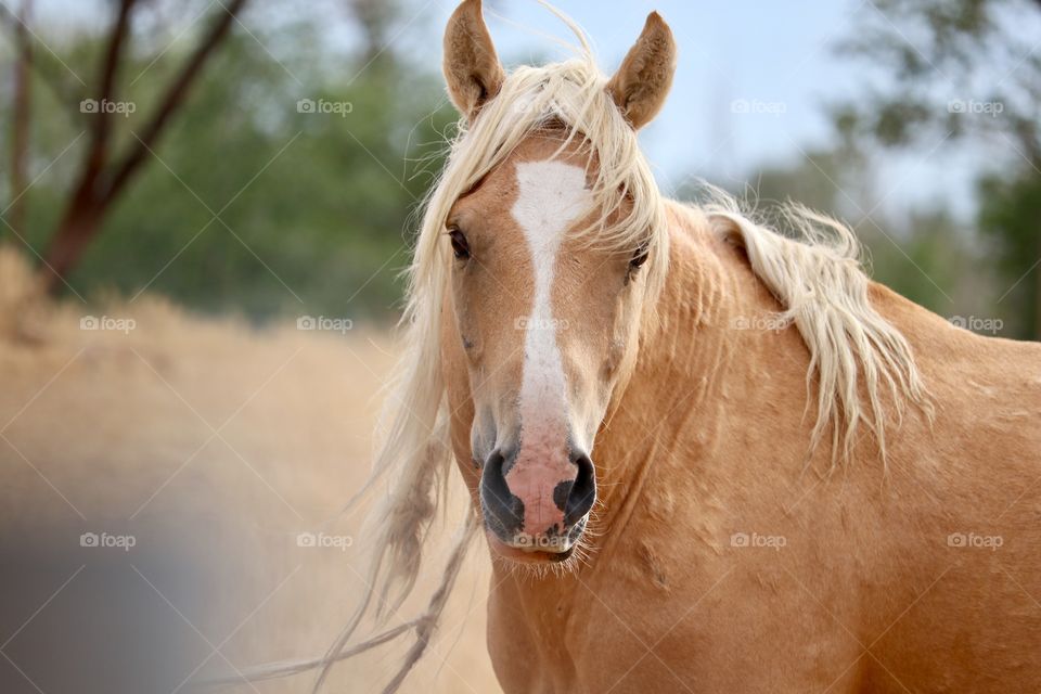 Wild horses of Nevada, a beautiful palomino in Stagecoach 