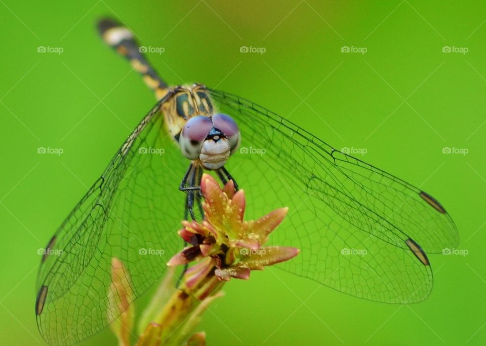 dragonfly